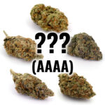 1 Pack Mystery Strain (AAAA)